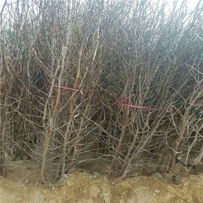 青海省枣树苗小苗批发枣树苗规格