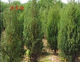 沭阳县康飞绿化苗木繁育产业基地_华夏园林网