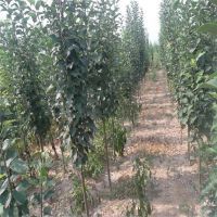 【*当年开花西府海棠 苗圃*西府海棠 庭院种植工程绿化苗图片】*当年开花西府海棠 苗圃*西府海棠 庭院种植工程绿化苗 - 泰安高新区成运苗木繁育中心