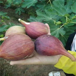 新闻 安徽省波姬红无花果苗基地价格