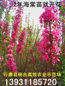 海棠小苗价格