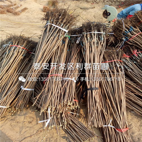 【斤柿子苗、斤柿子苗多少钱一棵】- 