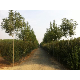 济宁白蜡|花果园苗木(在线咨询)|白蜡哪家好