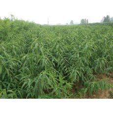瓜果苗木繁育基地供应便宜的全红蜜桃苗 全红蜜桃苗批发|东商网