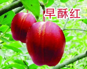 临沂兴旺苗木繁育合作社供应优质早酥红梨苗1公分 临沂兴旺苗木繁育合作社 苹果苗,桃苗,梨苗