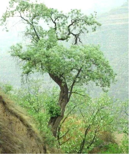 保护传统特色产业,农业产业强镇枣岭乡 早领跑