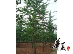 江苏10公分银杏树价格,邳州10公分银杏树供应基地 供应产品 邳州市顺义银杏苗木种植专业合作社