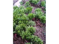 第4页 产品展示 郴州市苏仙区绿溪草皮苗木绿基地