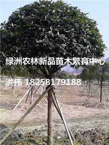 长期供应朱砂桂 绿洲农林新品苗木繁育中心