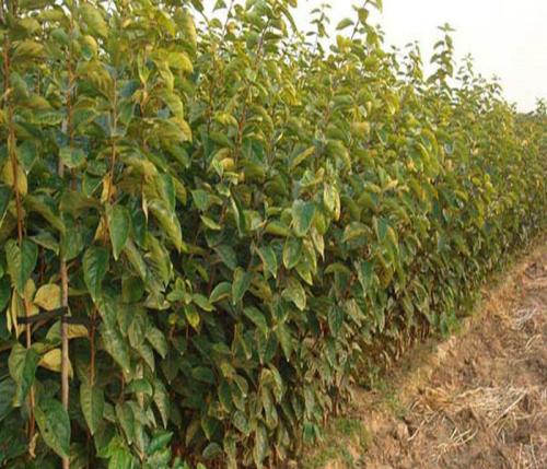 柿子苗 湖南柿子苗繁育 润和苗木