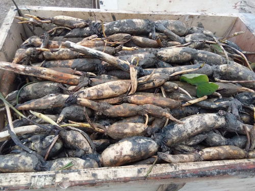 雷波莲藕苗批发