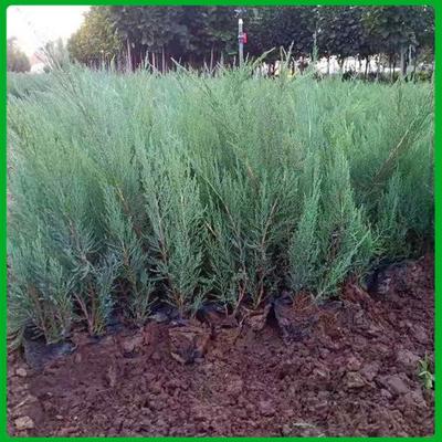 【沙地柏种植基地 基地供应 青州沙地柏】