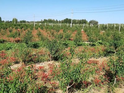 国家森林城市建咋样?张掖临泽:充“植”成功