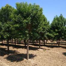 山东省莘县彩色苗木繁育中心