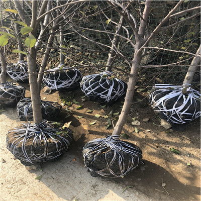 柱状苹果苗 江西省种植柱状苹果苗