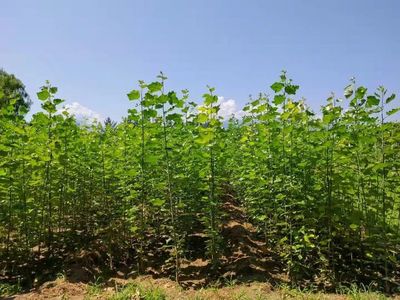 2022年云上双交会企业风采展示--陕西省苗木繁育中心