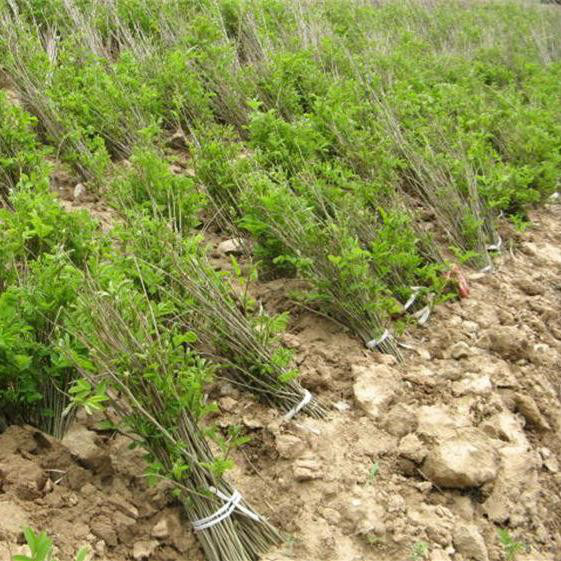 紫穗槐 紫穗槐小苗 ,江苏富春园林是千亩紫穗槐苗的种植繁育基地,苗圃大量现货出售,价格低规格全成活率高,欢迎前来采购批发