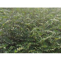 花椒苗产地 花椒苗 双湖园艺 多图