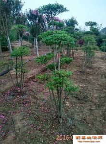 蓟县果树苗批发
