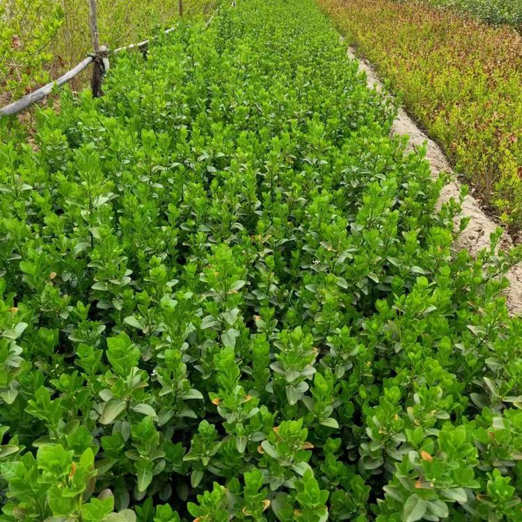 园林绿化特色苗木繁育栽培技术与应用