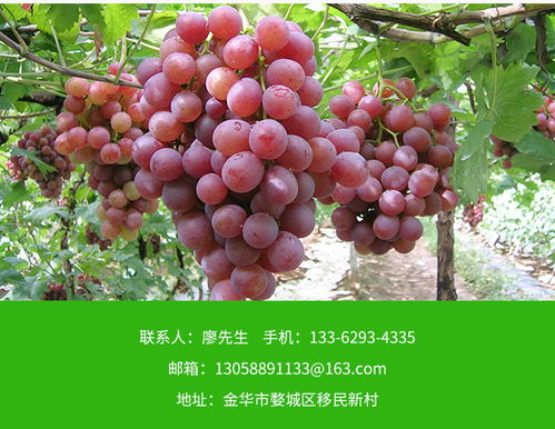 葡萄苗批发价 批发基地 优质葡萄苗批发价高清图片 高清大图