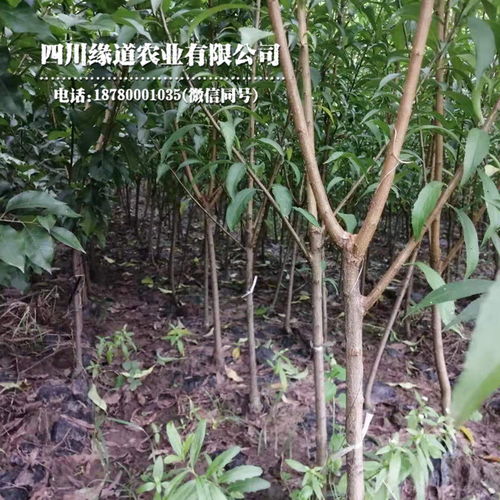 【江门凤凰李子树苗批发价格江门凤凰李子树苗价钱】- 
