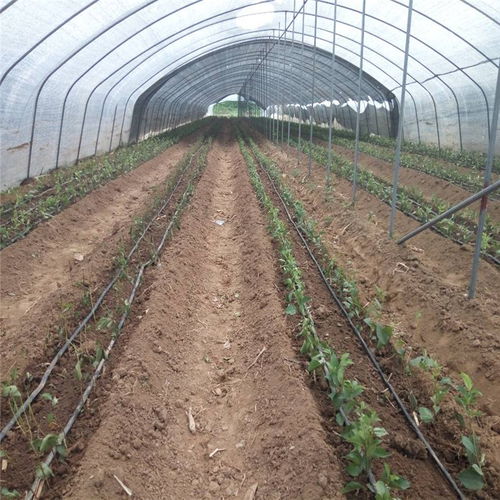 【广西壮族自治区布鲁克斯樱桃苗种植基地抗病毒强】- 