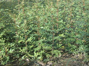 临夏有大量花椒苗 东乡旱地苗