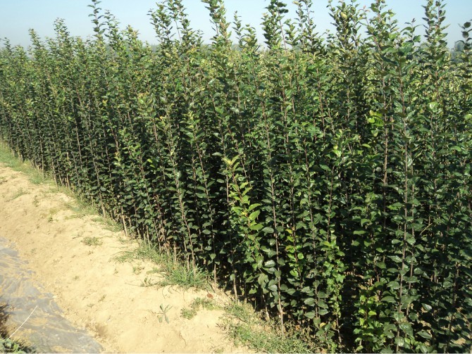 陕西鸿达苗木繁育地基供应苹果苗-陕西苗木繁育基地