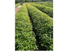 江西金鑫杉树苗定南县基地产品展示