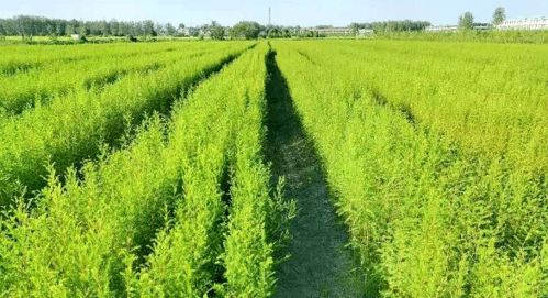 苗木管理八字秘诀：提升繁育效益的关键