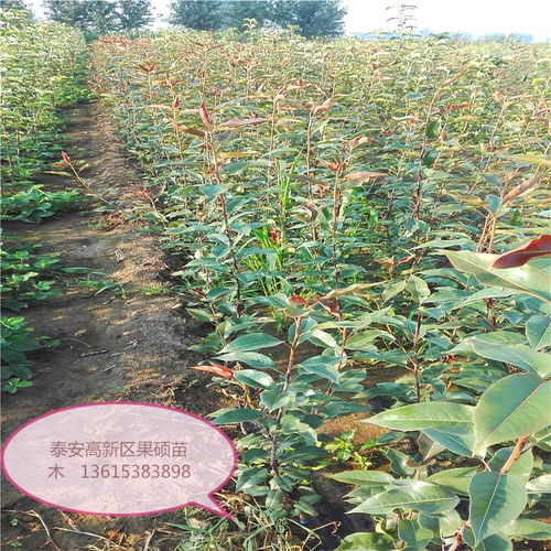 北京朝阳区绿宝石梨梨树苗大型育苗基地 品质优良、高成活率的专业繁育
