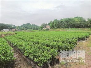 雁江成为国家区域性柑橘苗木良种繁育基地 苗木繁育的新篇章