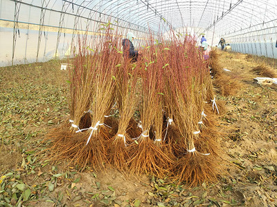 本溪满族自治县万佳钙果种苗繁育基地 现代化苗木繁育的创新实践