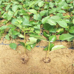 早熟大樱桃树苗的专业繁育与供应