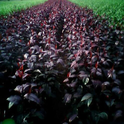 绿化树黑王子的独特魅力 精选高清图片与苗木繁育指南