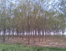 鲁北万亩苗木繁育基地 绿色产业助推乡村振兴