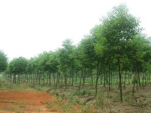 香樟浏阳诚信苗圃 湖南精品苗木繁育基地