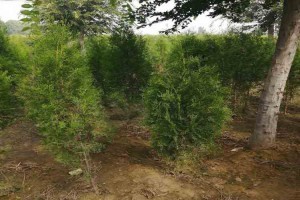 青州绣线菊苗木繁育技术全解析