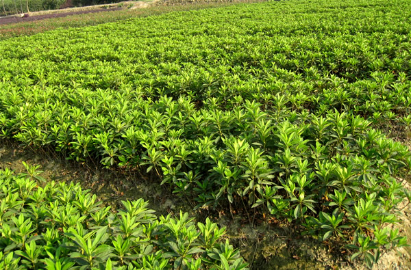 南天竹苗木繁育探析——以安徽肥西增义苗木繁育场为例