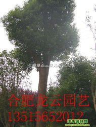 安徽肥西龙云苗木基地 打造精品乡土苗木繁育的绿色名片