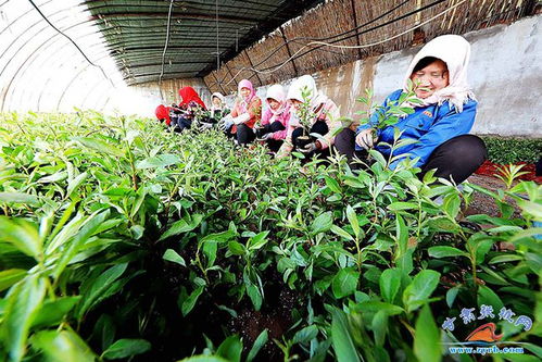 临泽备足优质苗木，为春季植树造林注入绿色动能