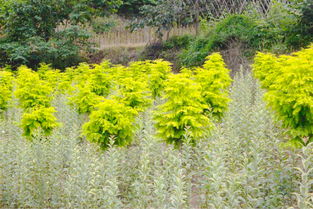 金叶水杉苗木 市场价值、发展前景与繁育技术解析