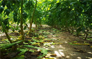 贵州秋雪桃苗产品供应——走进鸿鑫苗木繁育中心的专业繁育之路