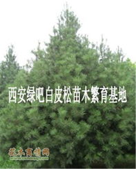 西安市绿吧白皮松苗木繁育基地 西北地区苗木繁育的绿色典范