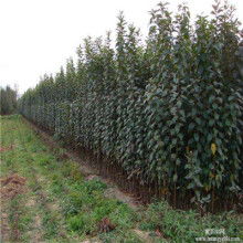 苗木繁育 从种子到成苗的技术与艺术