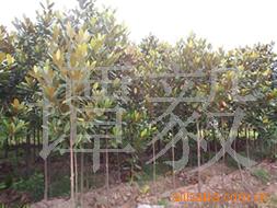 长沙县跳马镇谭氏苗圃 优质广玉兰苗木的专业供应商