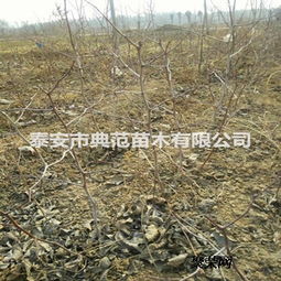 葫芦枣树苗价格解析与山东优质苗木基地推荐