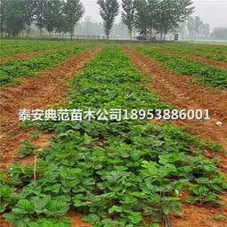 新明星草莓苗 批发价格、泰安种植技术与苗木繁育全解析