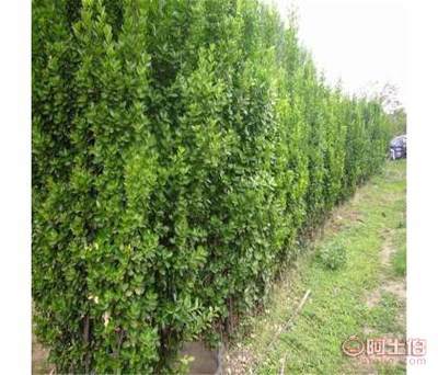 泰安成运苗木繁育中心 优质北海道黄杨苗基地，四季常青，成活率高